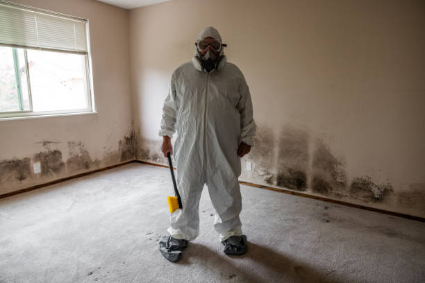 Mold Removal and Inspection in Clyde, OH